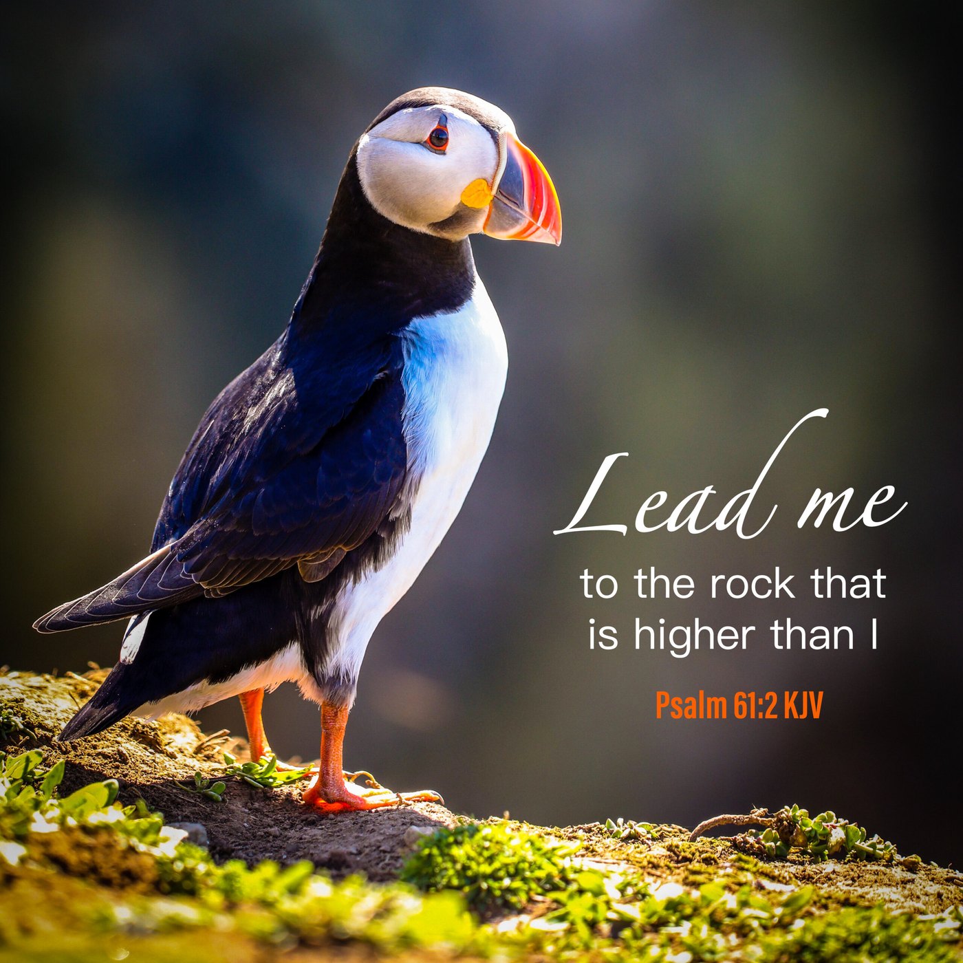 Puffin on a rock Scripture Encouragement Card