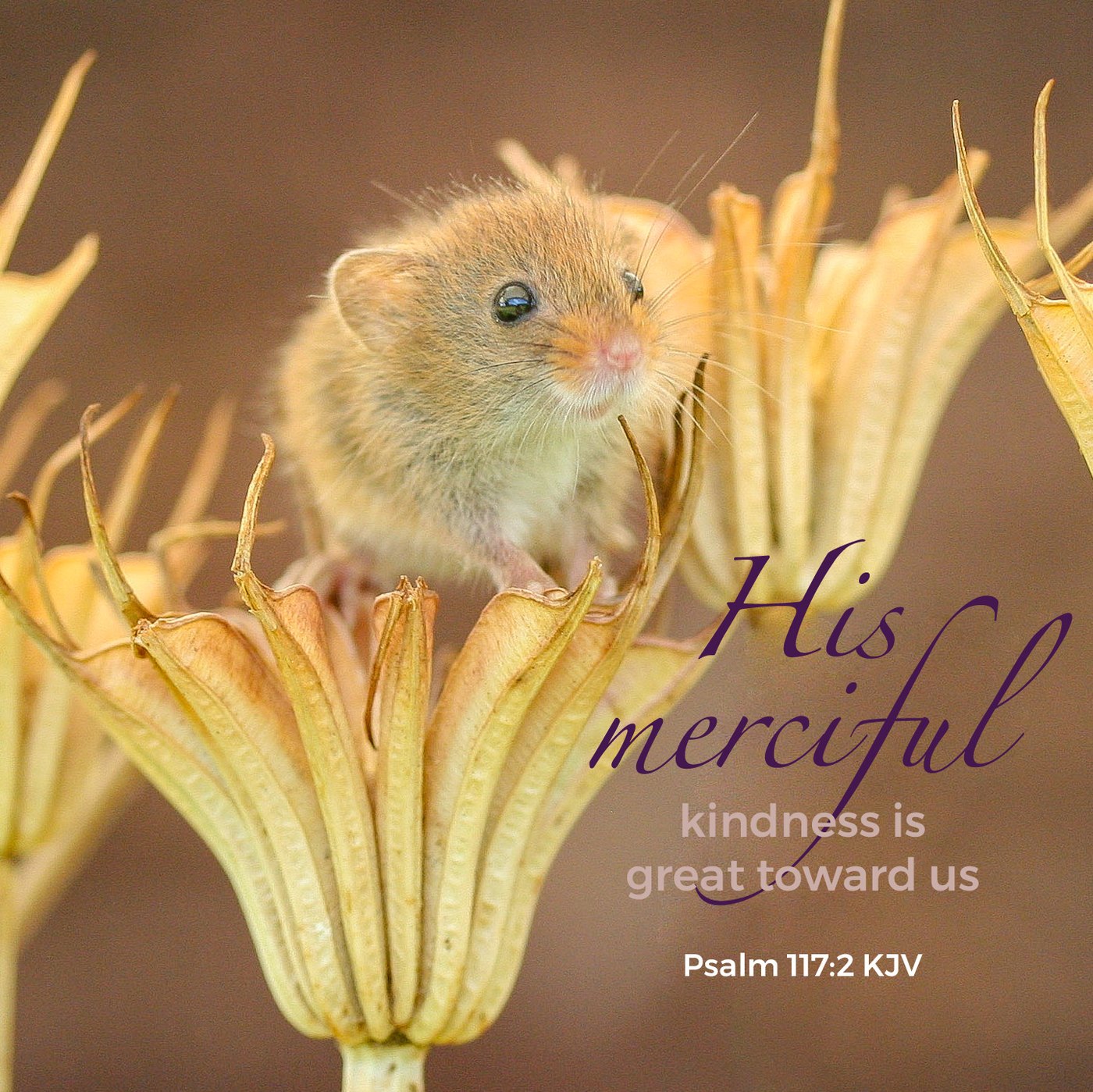 Harvest mouse  Scripture Encouragement Card
