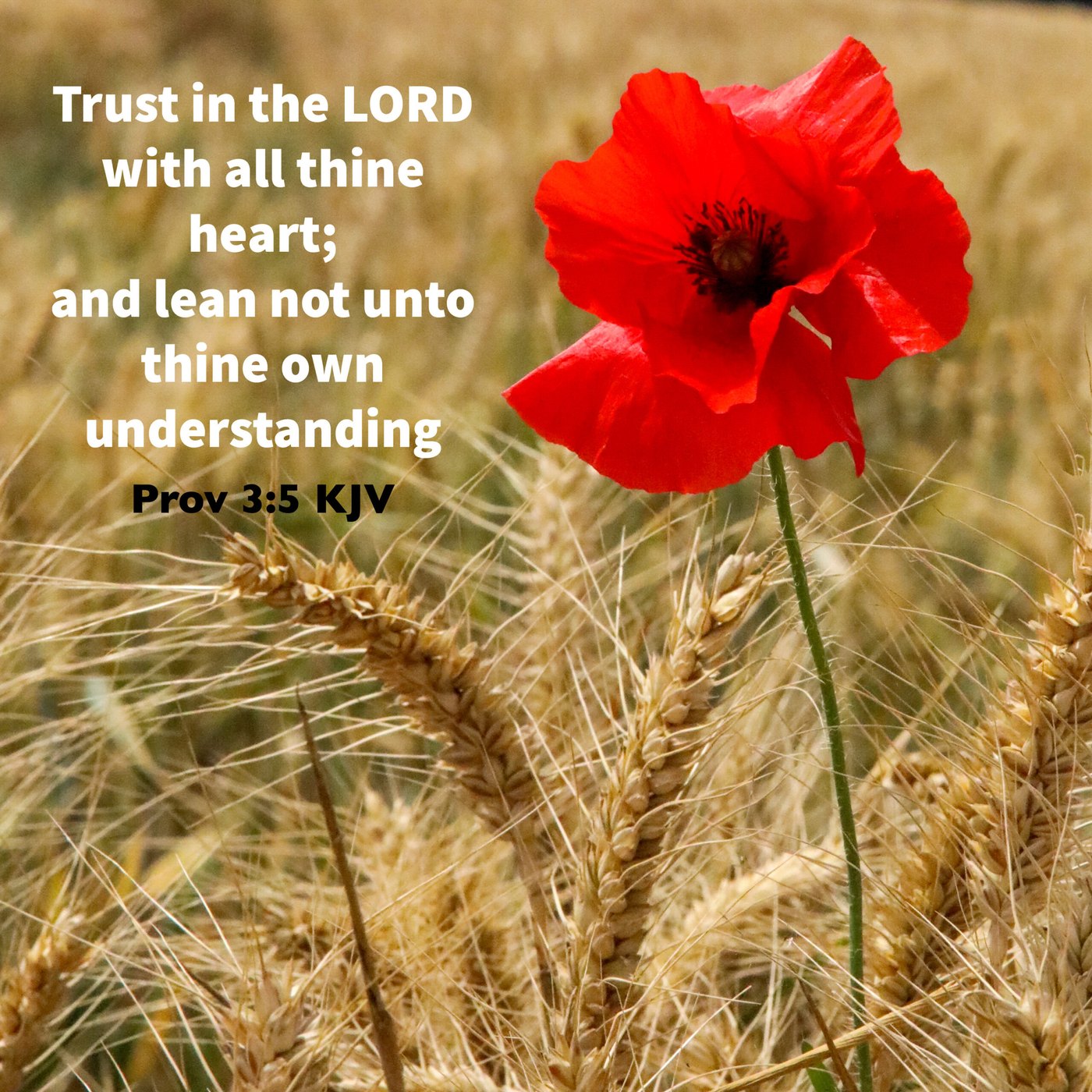 Red poppy in a wheat field Scripture Encouragement Card
