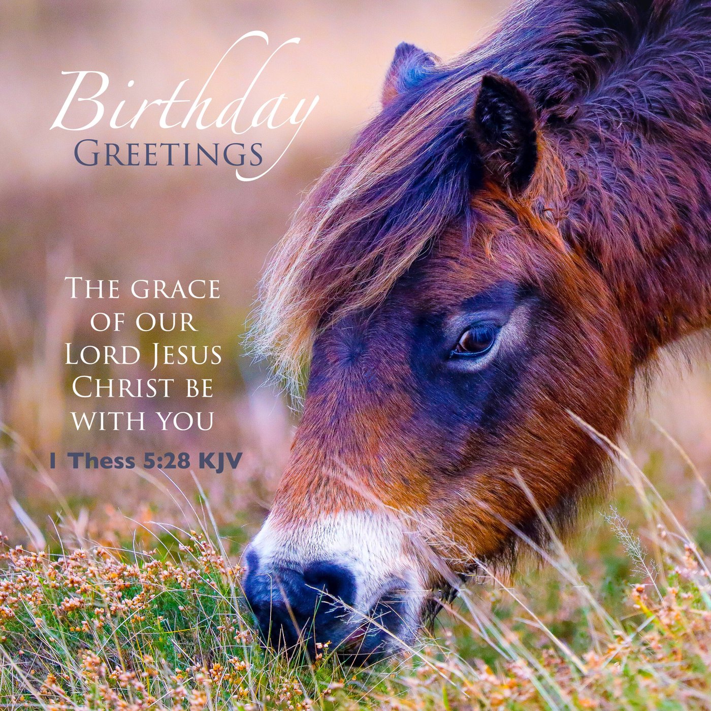 Exmoor pony Scripture Birthday Card