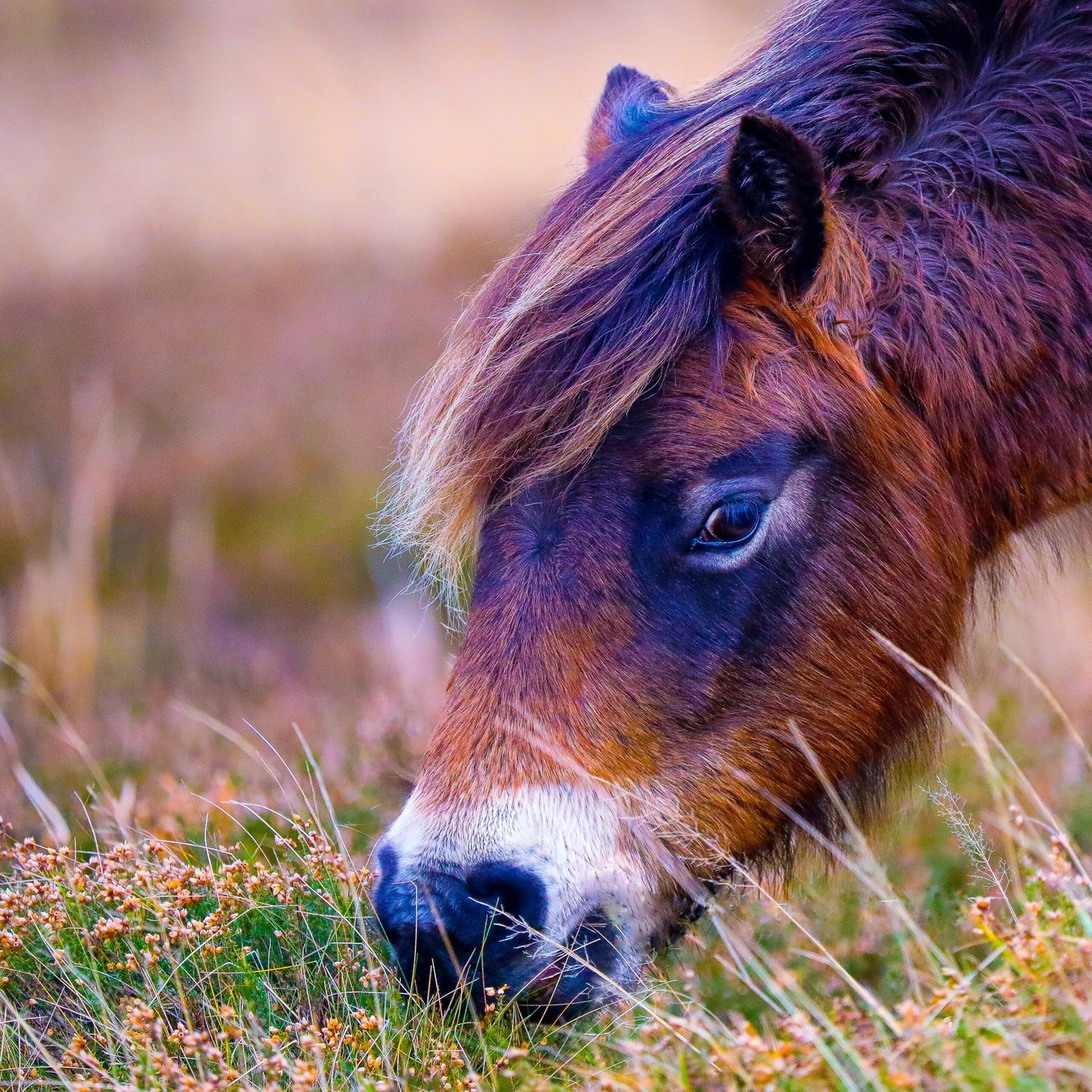 Exmoor pony in the heather — Photo Card (Blank)