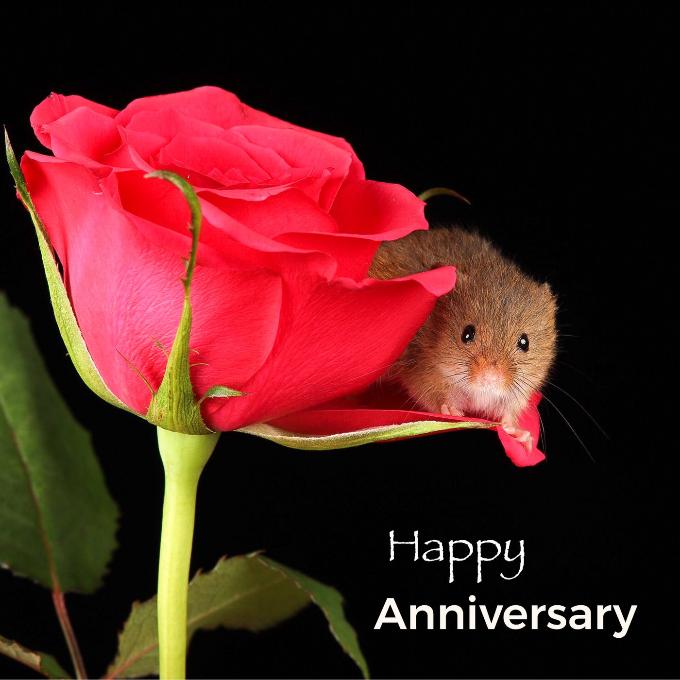 Happy Anniversary