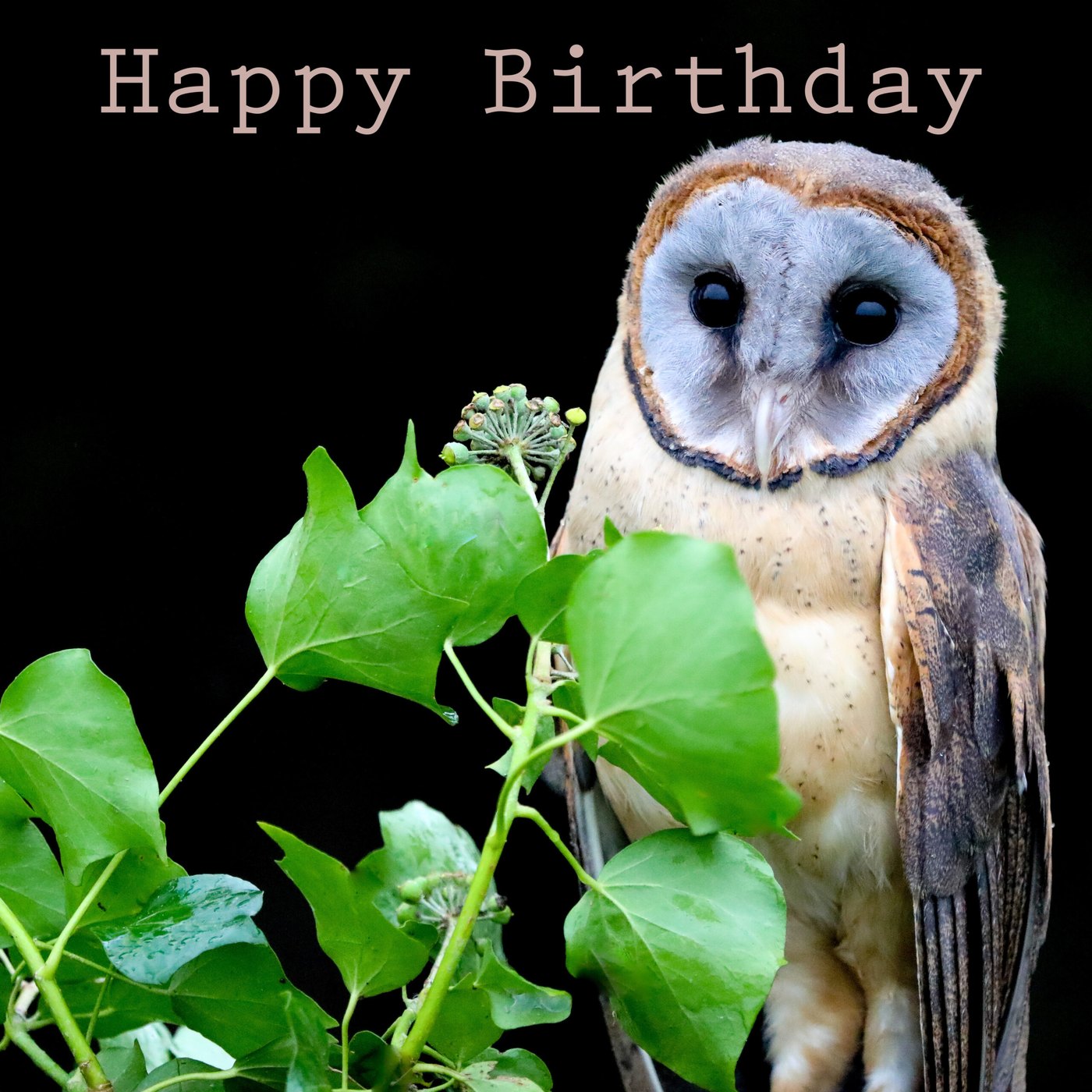 Barn owl in the ivy Birthday Card