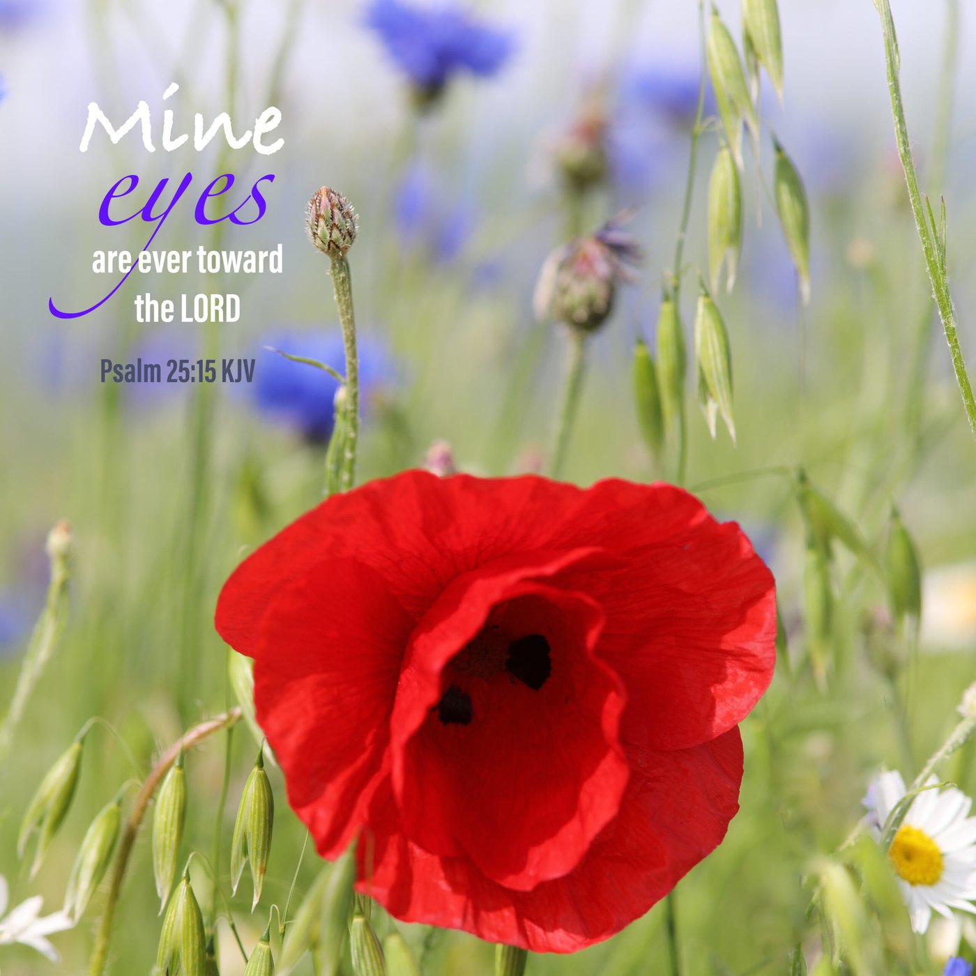 Red poppy in a meadow Scripture Encouragement Card