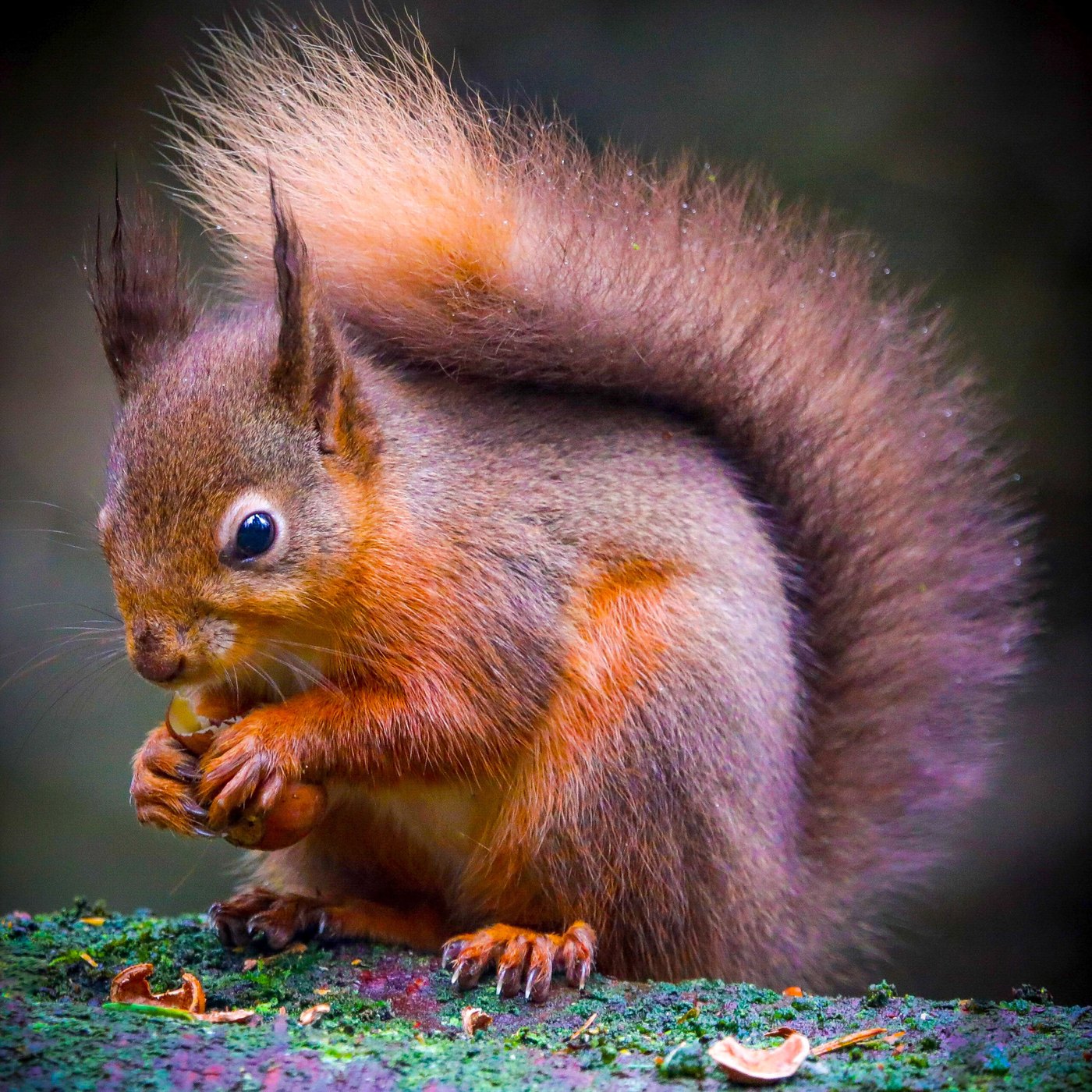 Red squirrel — Photo Card (Blank)