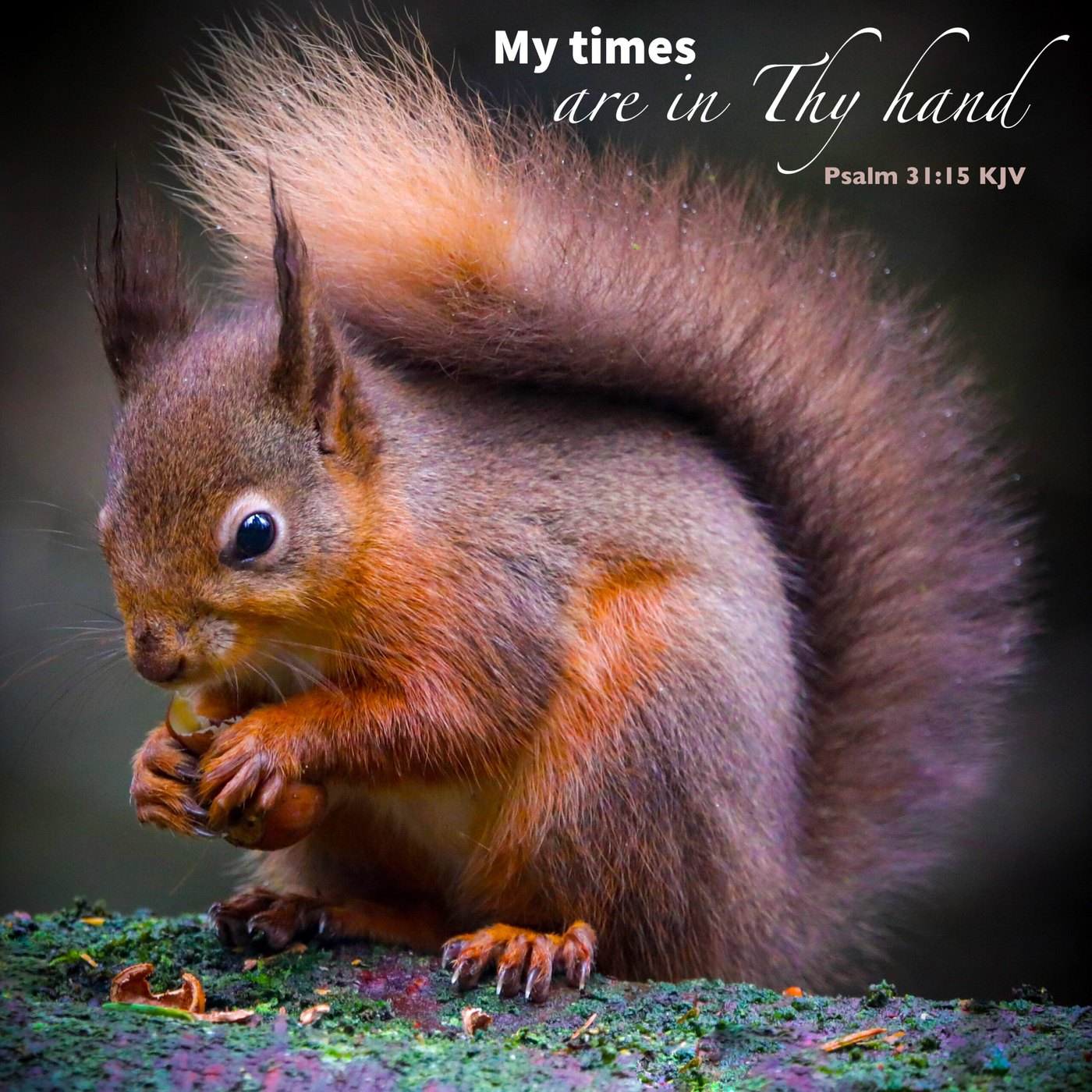 Red squirrel Scripture Encouragement Card