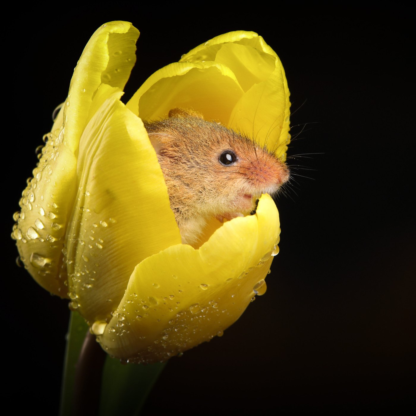 Harvest mouse in a yellow tulip — Photo Card (Blank)