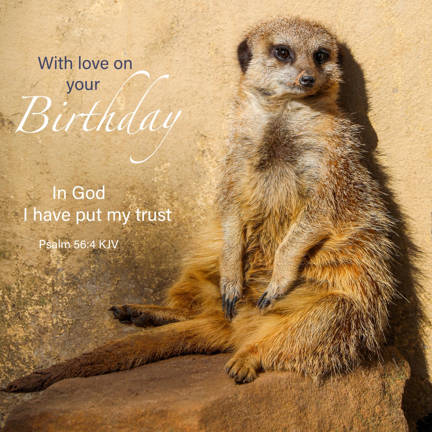 Meerkat Scripture Birthday Card