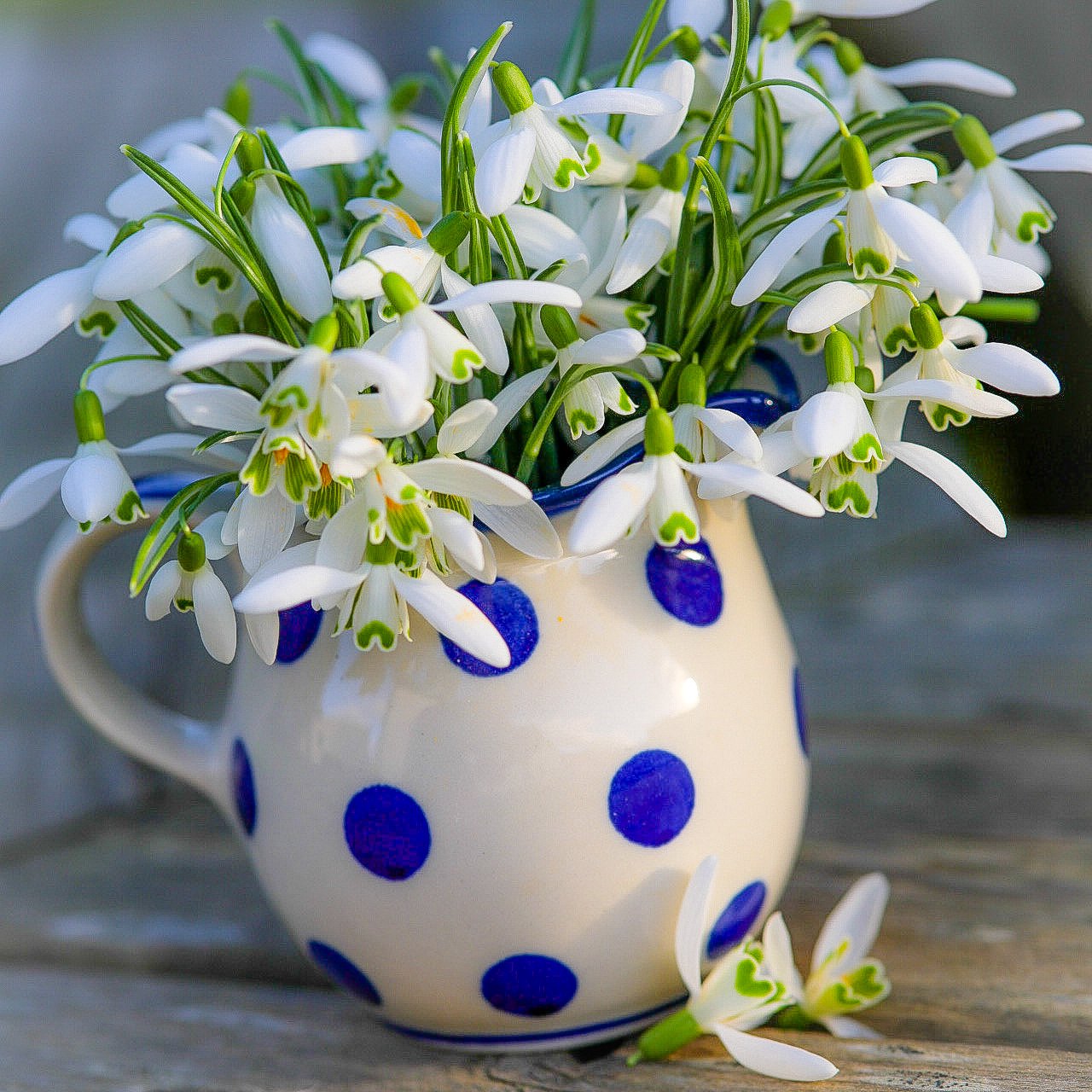 Snowdrops in a spotted jug — Photo Card (Blank)
