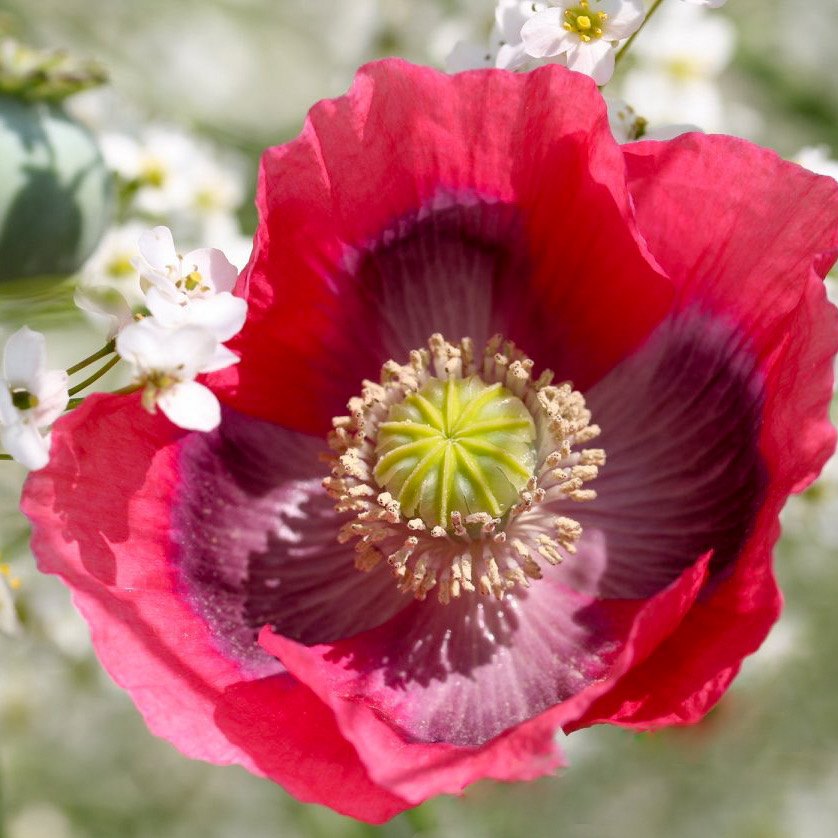 Red poppy (open bloom) — Photo Card (Blank)