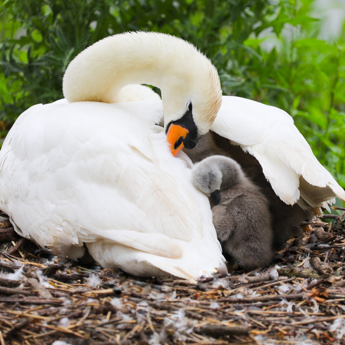 Swan with a cygnet — Photo Card (Blank)