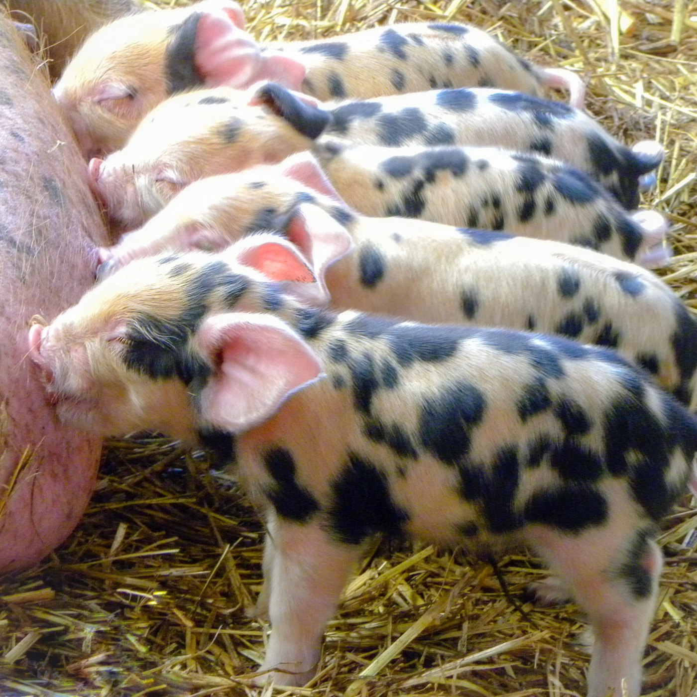Piglets in the straw — Photo Card (Blank)