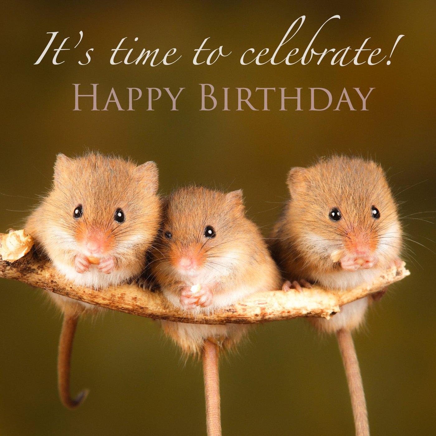 Three harvest mice on a branch Birthday Card