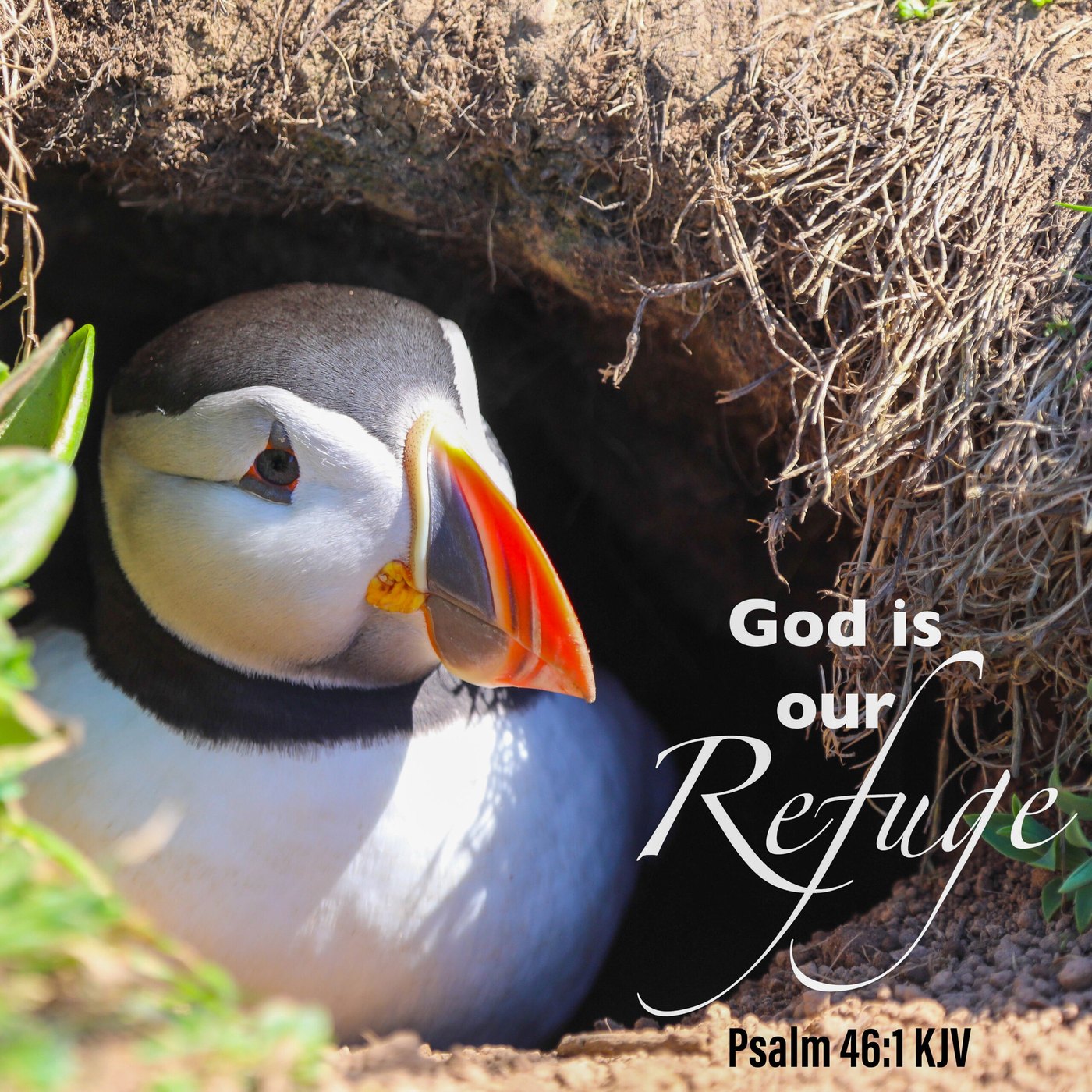 Puffin at its burrow Scripture Encouragement Card