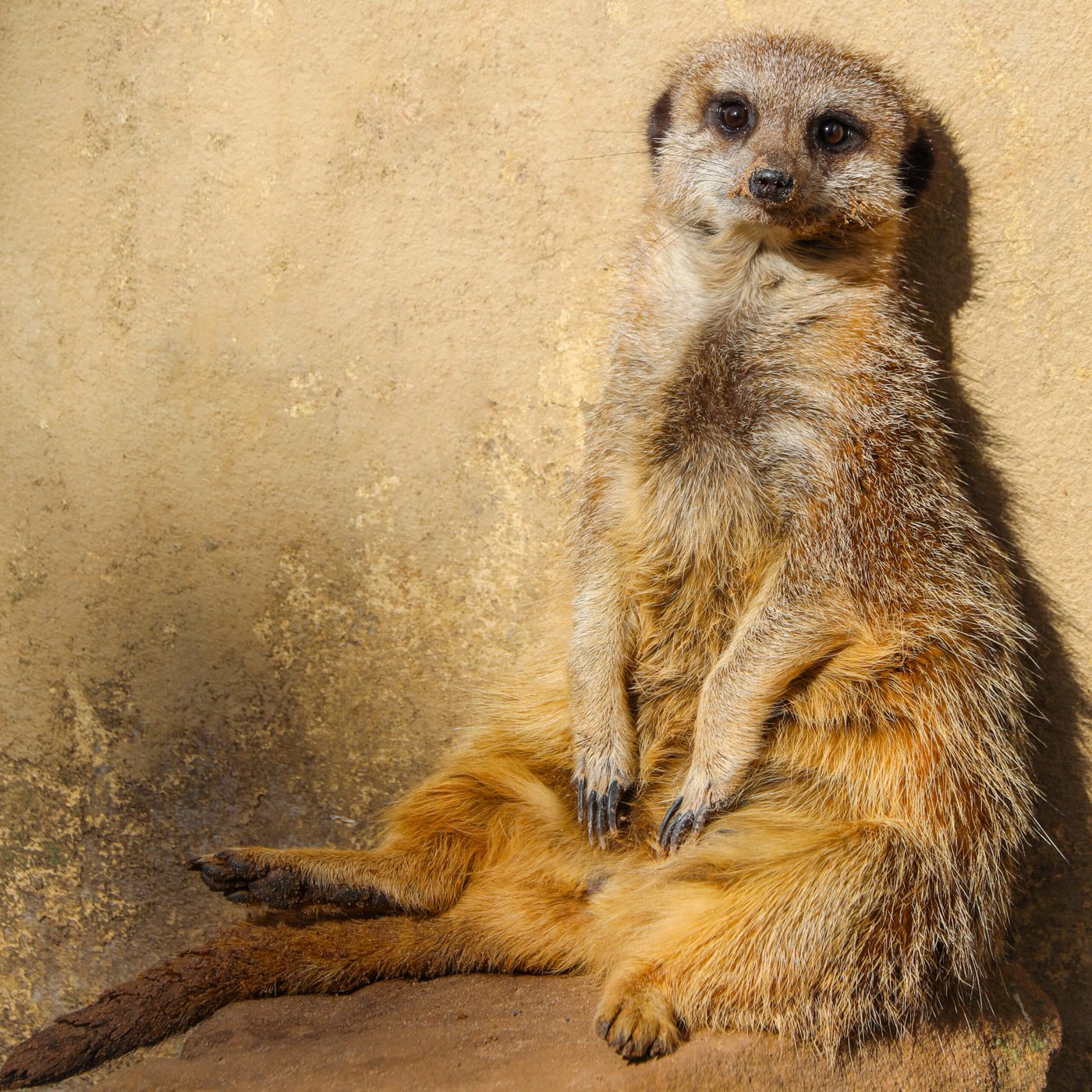 Meerkat in the sun — Photo Card (Blank)