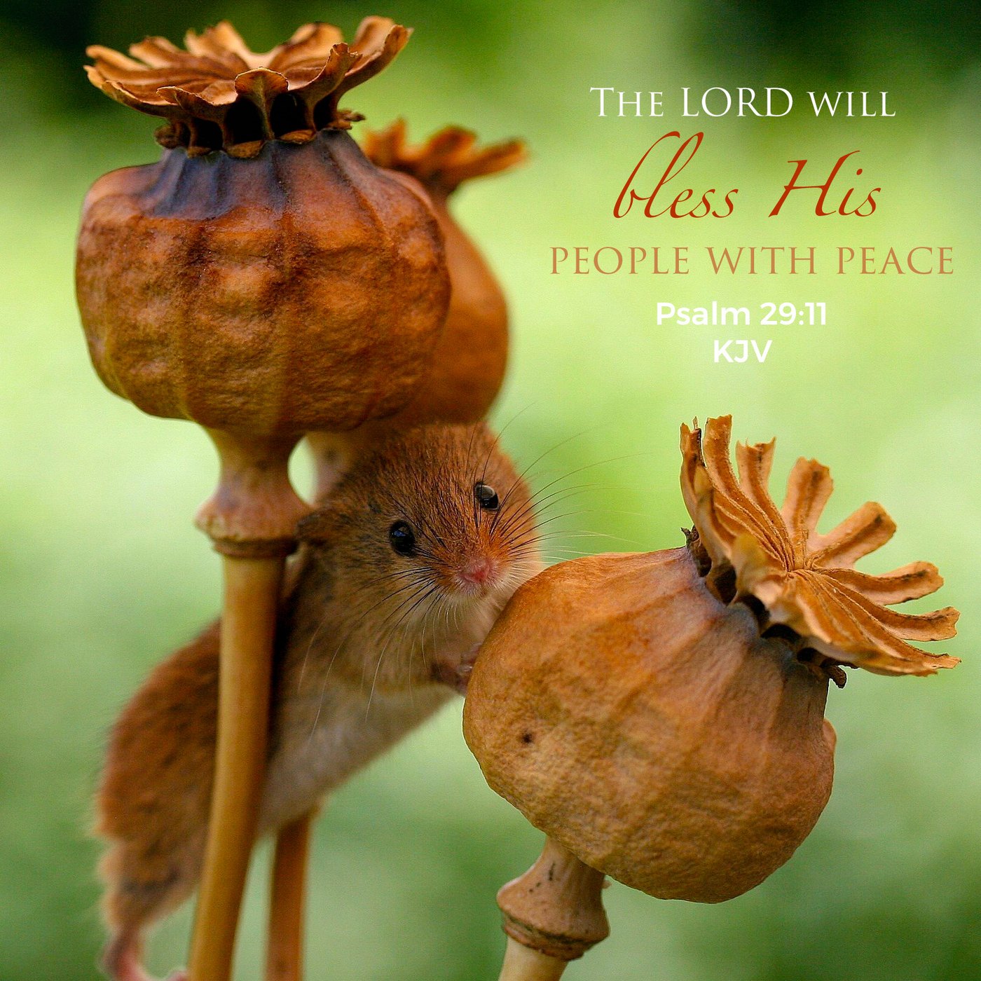 Harvest mouse on poppy seed heads Scripture Encouragement Card