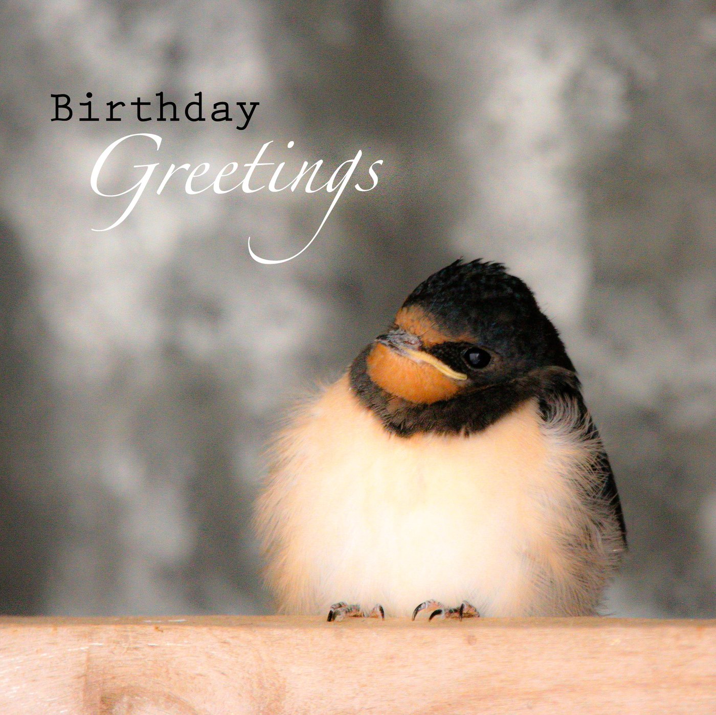 Barn swallow chick Birthday Card
