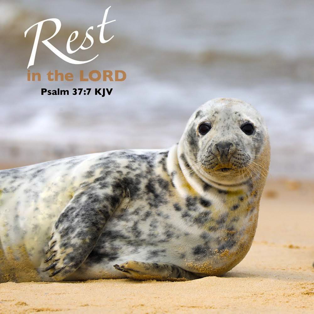 Grey seal on the beach Scripture Encouragement Card
