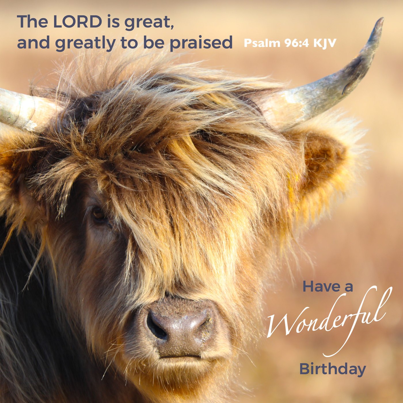 Highland cow (close up) Scripture Birthday Card