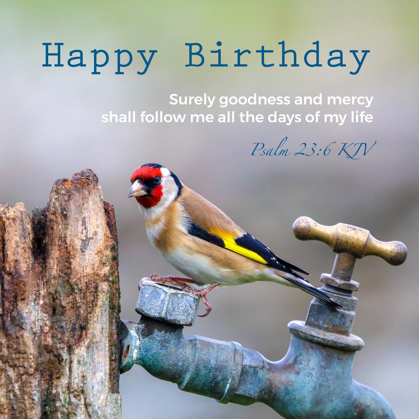 Goldfinch on a garden tap Scripture Birthday Card