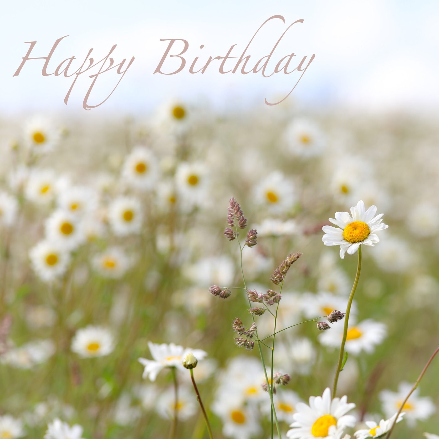 Ox-Eye Daisy meadow Birthday Card