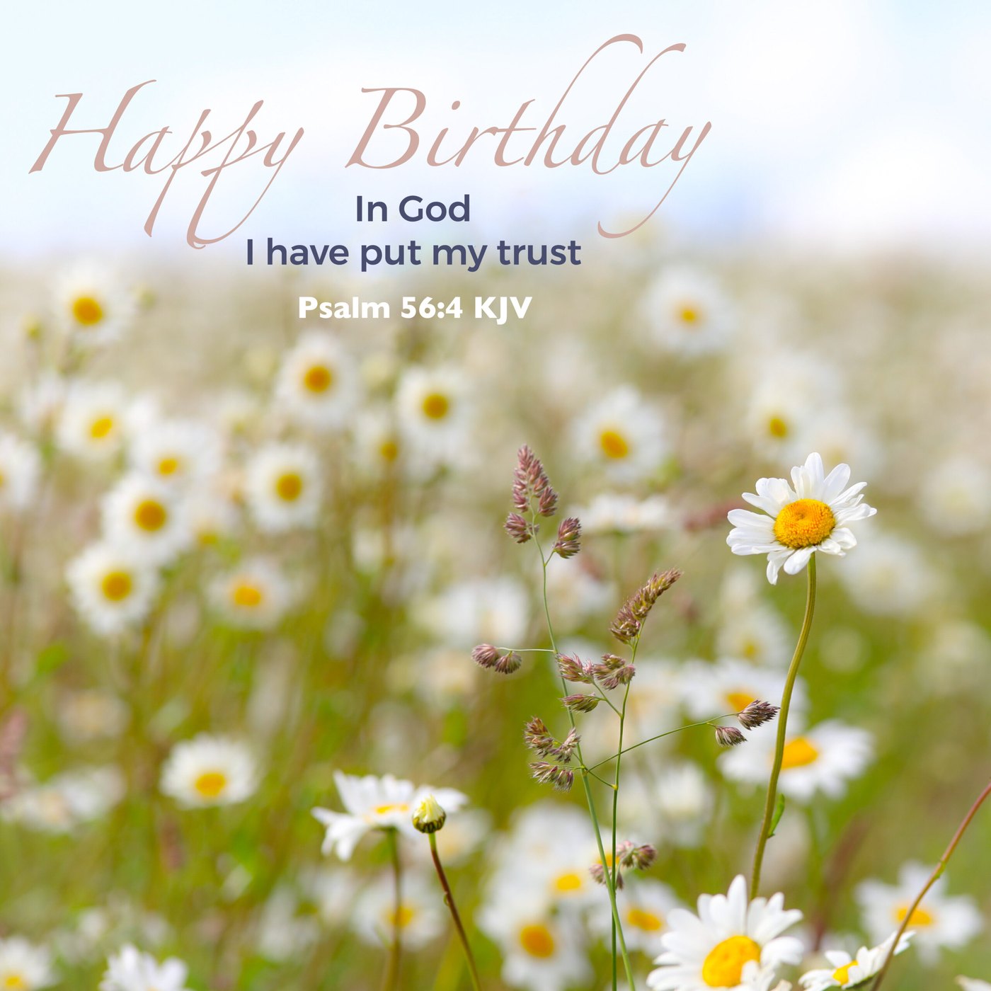 Ox-Eye Daisy meadow Scripture Birthday Card