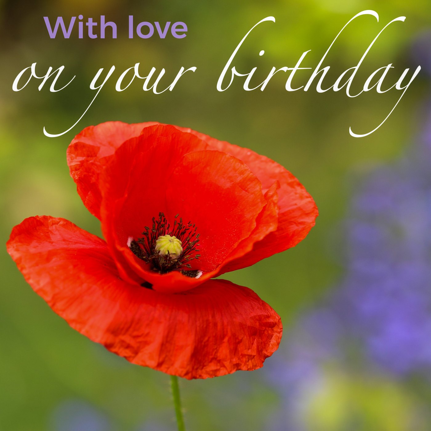 Red poppy Birthday Card