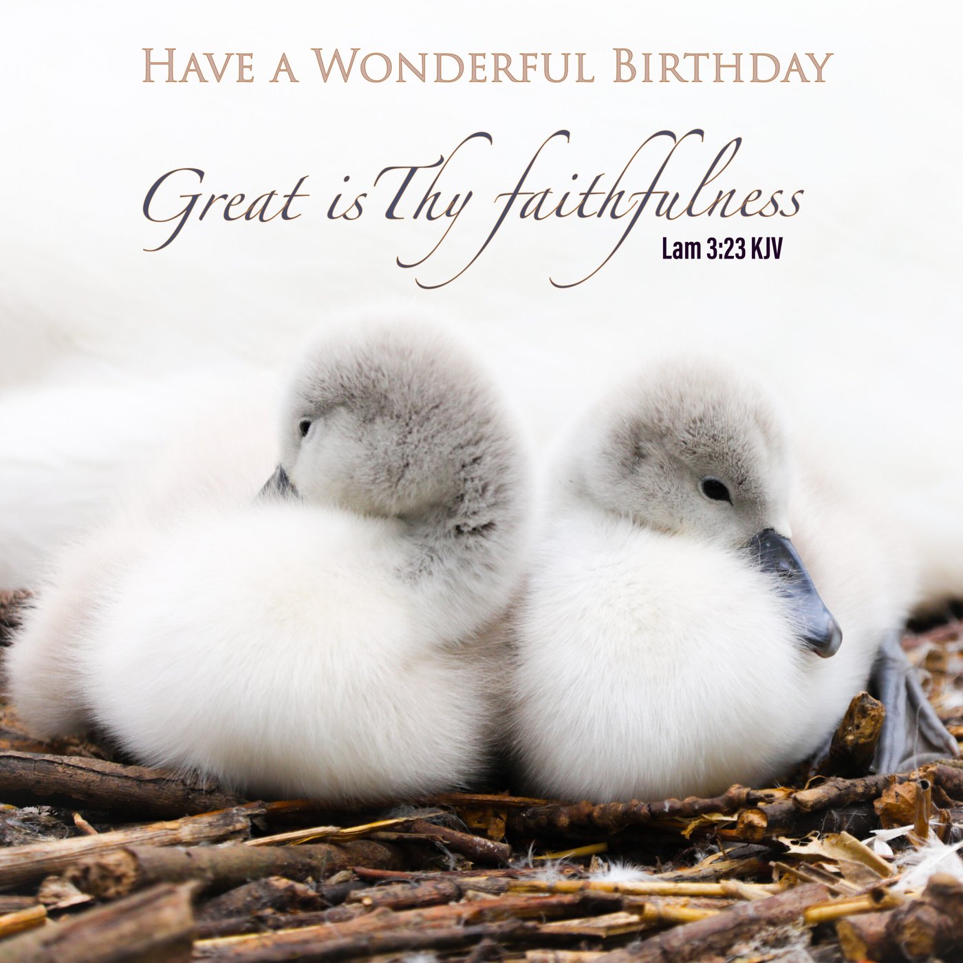 Two cygnets Scripture Birthday Card