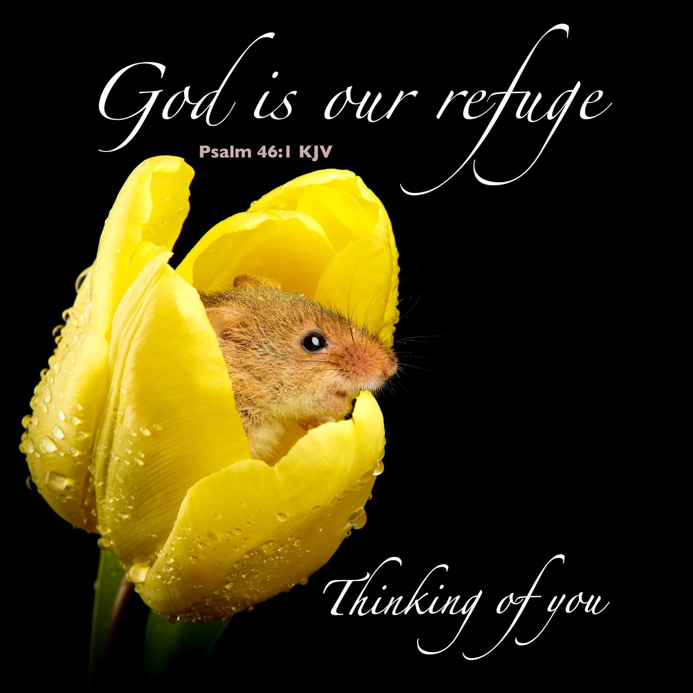 Harvest mouse in a yellow tulip Scripture Sympathy Card
