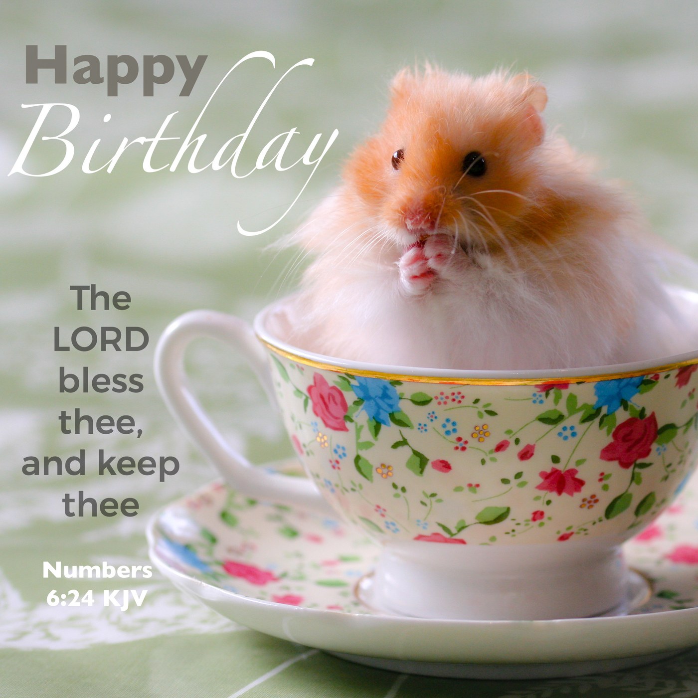 Hamster in a teacup Scripture Birthday Card