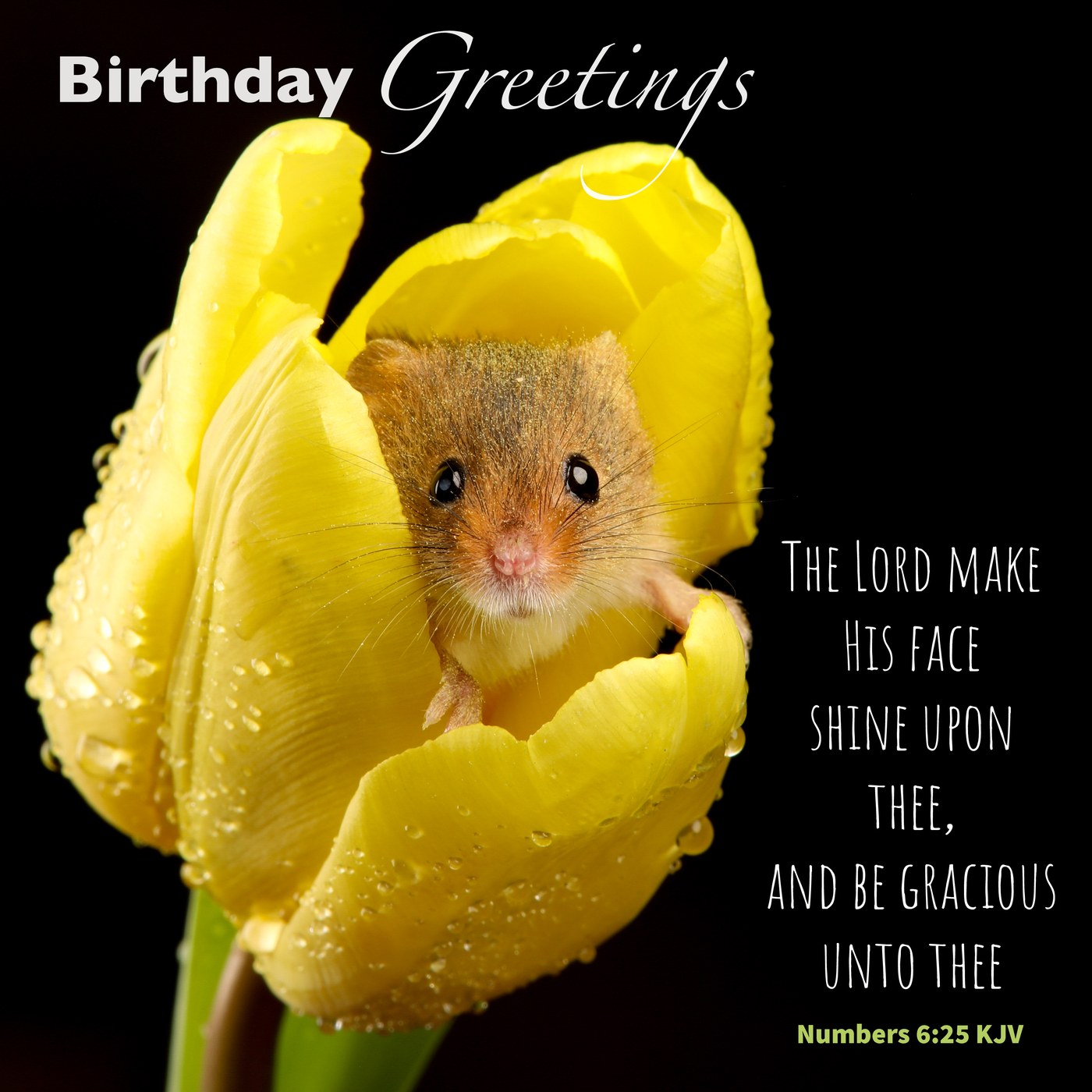 Harvest mouse in a yellow tulip Scripture Birthday Card
