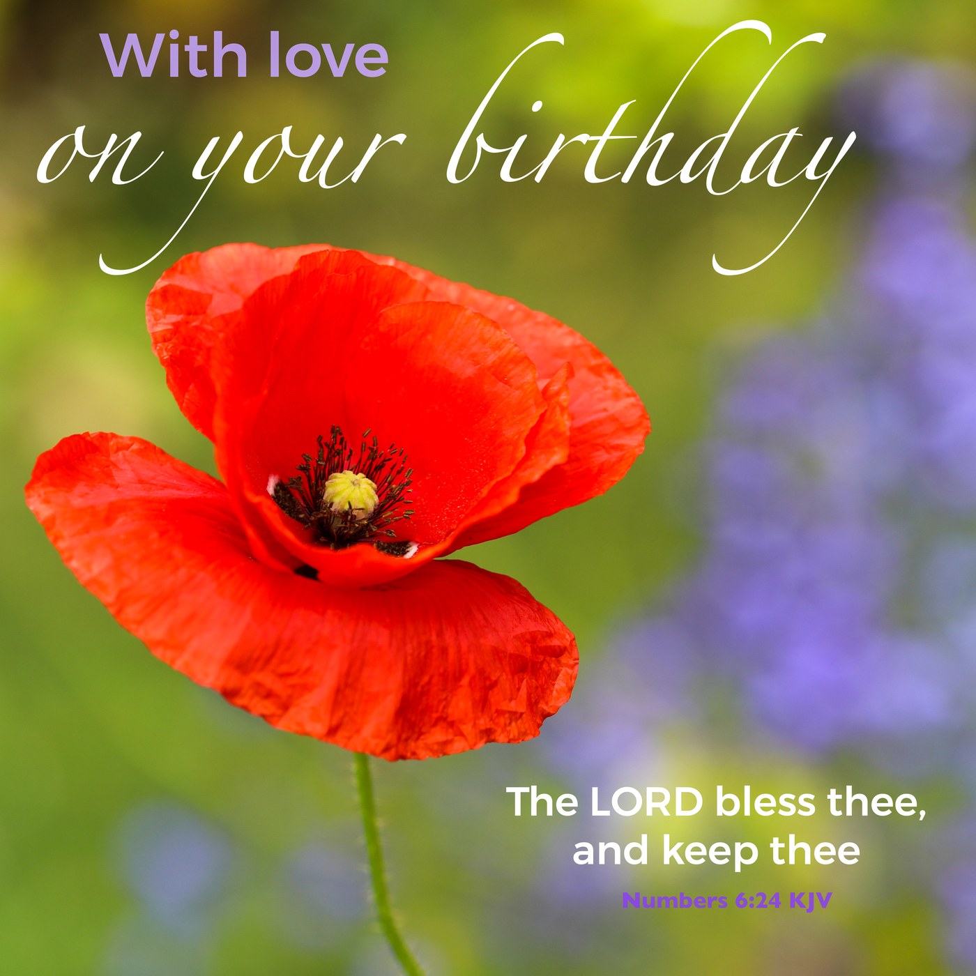 Red poppy Scripture Birthday Card
