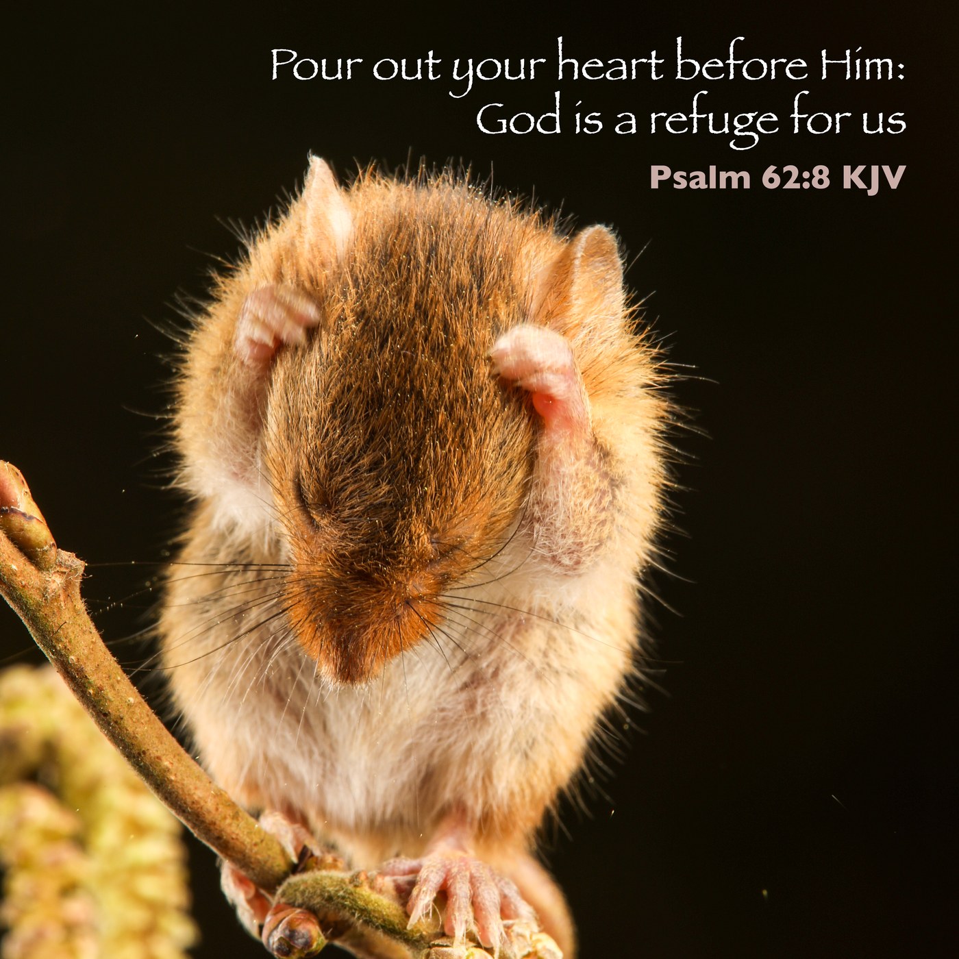 Harvest mouse at prayer Scripture Encouragement Card